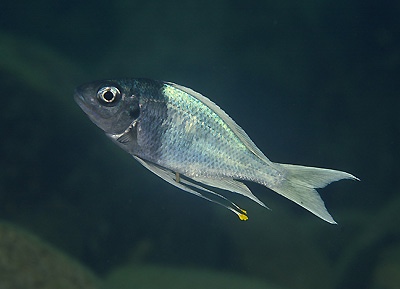 Ophthalmotilapia ventralis 'Nzwema'